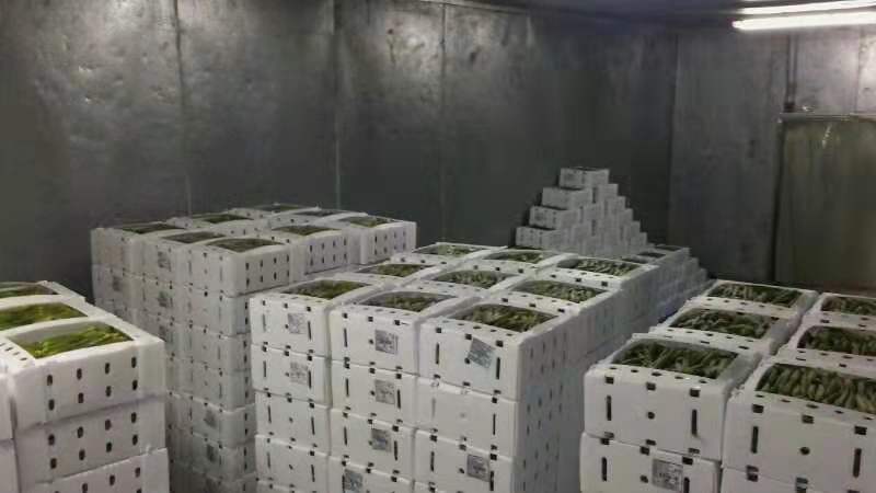Plastic Okra Packaging Box Plastic Okra Packaging Box